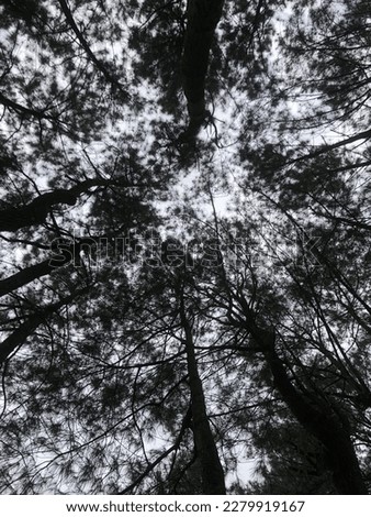 forest in camping ground kabayan gunung bunder Royalty-Free Stock Photo #2279919167