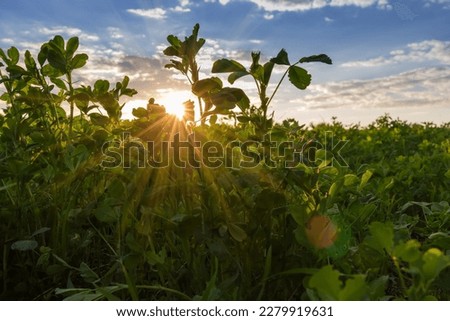 Field of the young alfalfa against the sky with clouds and sun beams from behind the alfalfa stems at sunset, view from the lower shooting point
 Royalty-Free Stock Photo #2279919631