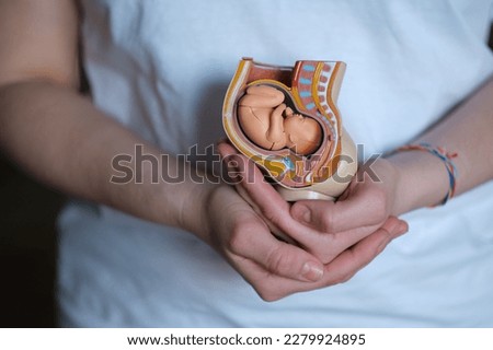 nurturing doula holds a replica of an embryo in the womb, showcasing her dedication to assisting mothers through childbirth. A caring doula gently holds a model of an embryo within the womb Royalty-Free Stock Photo #2279924895