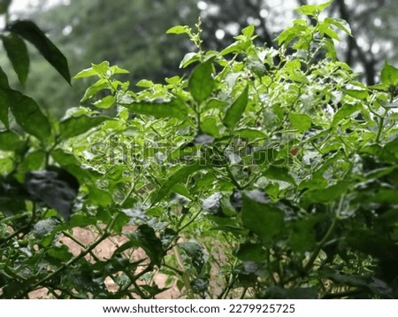 leaf of green chili tree Royalty-Free Stock Photo #2279925725