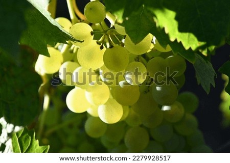 Green Grapes Vineyard Sunlight Transluscent Royalty-Free Stock Photo #2279928517