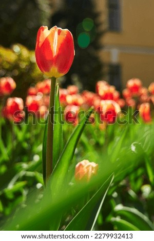 Close up group of red tulips in the park. Spring landscape.