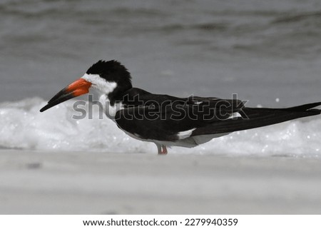 Black Skimmer. Rynchops niger. Wrightsville Beach, NC. USA Royalty-Free Stock Photo #2279940359