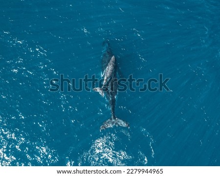 Aerial picture of two whales, one baby and his mum swimming in the ocean. Whale calf breathing at the surface.
