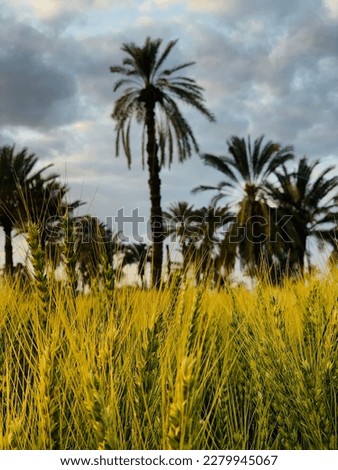 Growing wheat awaiting harvest with date palms in the background