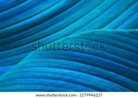Close-up detail macro texture bright blue green leave tropical forest plant spathiphyllum cannifolium in dark nature background.Curve leaf floral botanical abstract desktop wallpaper,website backdrop.