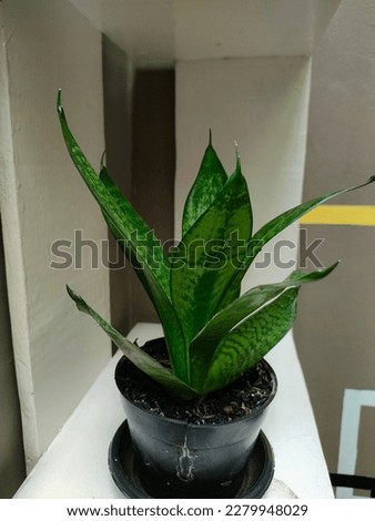 Dracaena trifasciata is a species of flowering plant in the Asparagaceae family, native to tropical West Africa from Nigeria east to the Congo. It is most commonly known as snake plant, Saint George's