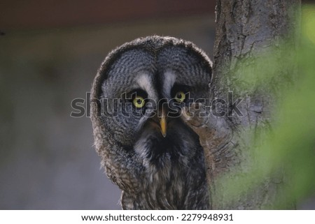 The picture shows an owl in a wildpark