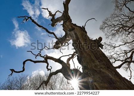 Old twisted oak tree, sunburst peeps through the branches against a blue cloudy sky. Strong and domineering, skeletal tree. leafless tree. copy space. symbol of strength.
 Royalty-Free Stock Photo #2279954227