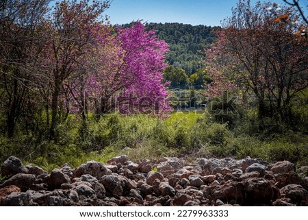 Spring Blossom in the Judean Foothills (Shephela, Shfela), Judea, Israel. Cercis siliquastrum (Judas Tree), Pines, Mustard Flowers, and a ruin Royalty-Free Stock Photo #2279963333
