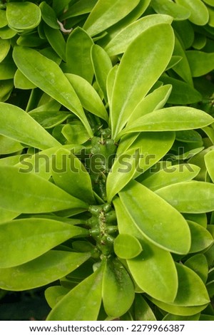 (Euphorbia sp.) the African milk tree, plant with succulent stem and white poisonous juice Royalty-Free Stock Photo #2279966387