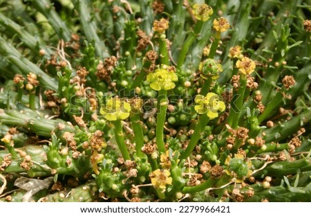 (Euphorbia sp.) the African milk tree, plant with succulent stem and white poisonous juice Royalty-Free Stock Photo #2279966421