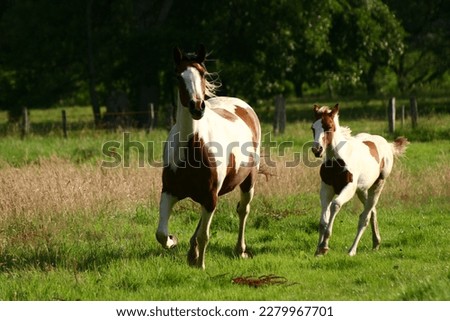 Paint horse mare and foal Royalty-Free Stock Photo #2279967701