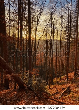 Bright Carpathian landscape in the morning light with beautiful autumn grass.