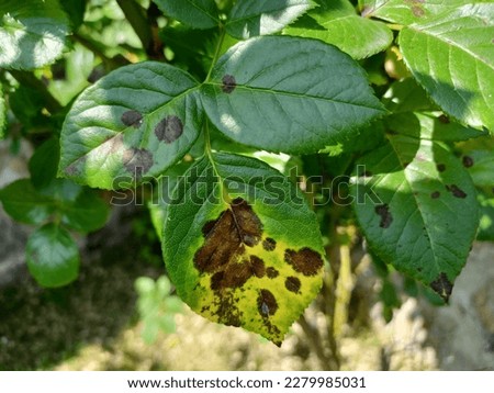 Black spot on roses leaves. Fungus decease Diplocarpon rosae  Marssonina rosae Royalty-Free Stock Photo #2279985031