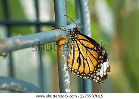 Beautiful orange butterfly,Common tiger butterfly