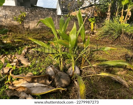 The baby coconut tree that is between the withered and dried banana leaves and several other plants.