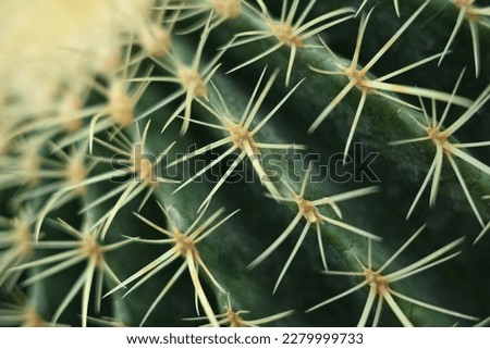Cactus needles close-up, green succulent close-up, virid cactus texture, lawny natural background, detailed cactus texture close-up, cactus needles on a green background, verdant color gradient Royalty-Free Stock Photo #2279999733
