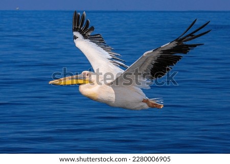 A Great White Pelican at the flight Royalty-Free Stock Photo #2280006905