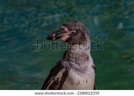 portrait of a penguin close up
