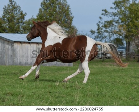brown and white paint horse pinto colored free running or cantering in field of green grass with barn in background horizontal format room for type blue sky and trees  spring summer equine image 