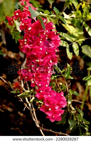 Road Flower bougainvillea in garden, selective focus
