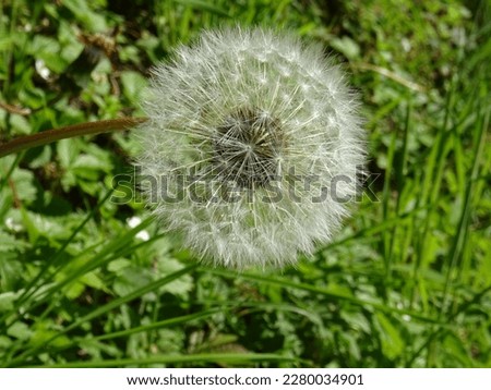 Dandelion pictures in spring and summer