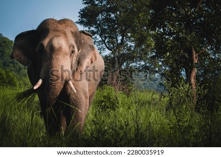 Indian Elephant in the green grasslands of Corbett Tiger reserve