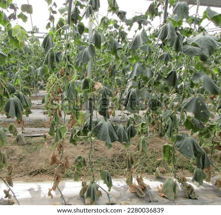 cucumber plants attacked by nematodes and consequences Royalty-Free Stock Photo #2280036839