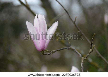 Magnolia tree, Jersey, U.K. Early Spring bloom.