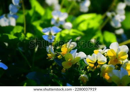 White and yellow pansy flower in the garden. Stock Photo
