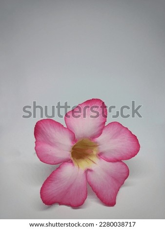 Close-up Pink Adenium Flowers isolated in White Background.