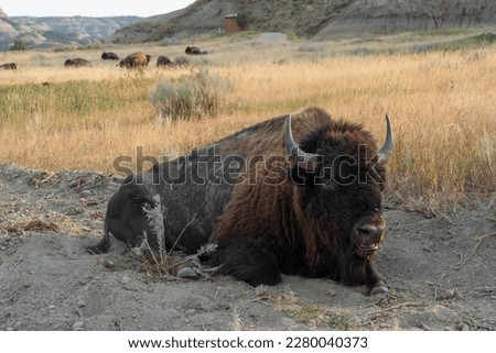  A male buffalo rests alone near his herd in within Theodore Roosevelt National Park, North Dakota. The background shows the environment of the park with the herd grazing in the open grasslands.