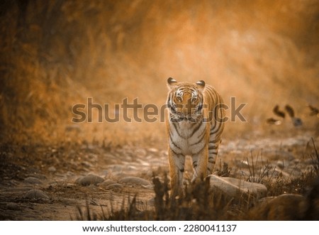 Bengal tiger from Corbett Tiger Reserve India 