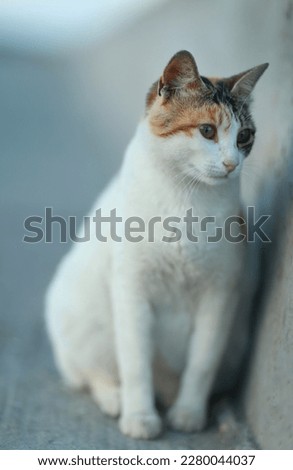 White cat, pet, pictures of cats, background image, wallpaper