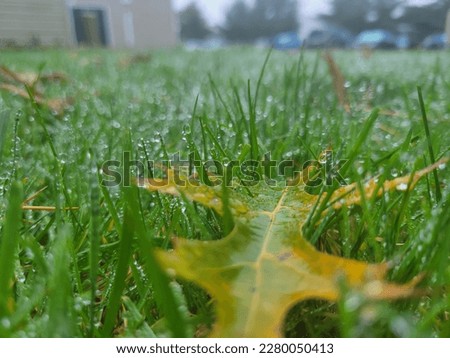 Single leaf laying in the wet grass closeup.