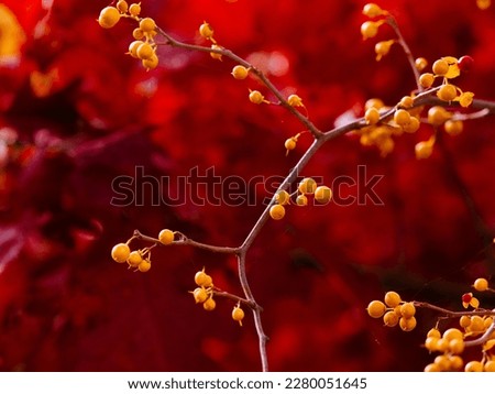 Macro shooting of wild berries. Spring berries. Yellow berries on a branch with a caustic red background with webs between the branches. Blurred red background with yellow wild berries.