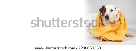 Jack Russell dog with yellow towel , Grey background.