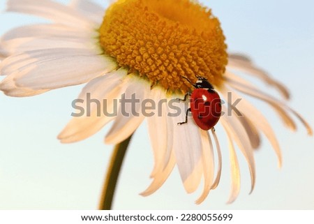Ladybug leisurely runs on a field flower named Daisy. 
Chamomile looks beautiful on both blue and green background, and ladybug complements the picture well.
