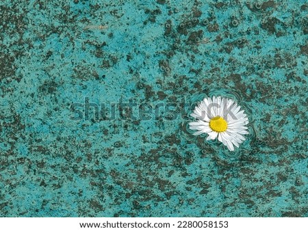Common daisy, flower plant. Flowing in the water. Azure blue and brown surface. Negative space. Spring time. Macedonia 2023.