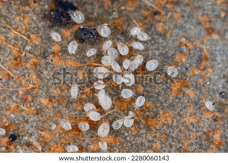 Mites, numerous species of tiny arthropods, members of the mite and tick subclass Acari. Royalty-Free Stock Photo #2280060143