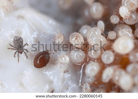 Magnification of tiny Oribatid mites (Oribatida or beetle mites) of the superorder Acariformes and Acaridae family mites on perishable food. Royalty-Free Stock Photo #2280060145