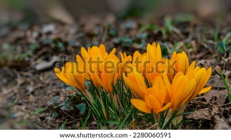 Many flowers of yellow crocuses. Early spring. Web banner.