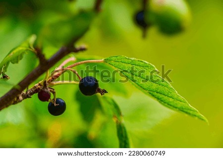 Currant berries on a blurred green background. Summer. Web banner.