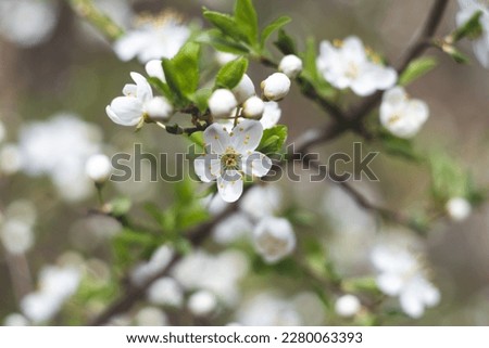 Spring cherry blossom, fresh flowers. Fruit tree branch. Blooming sakura. Green leaves, nature background, beautiful wallpaper. Selective focus. White petals close-up. Blurry bokeh. Floral pattern