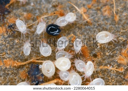 Magnification of tiny Oribatid mites (Oribatida or beetle mites) of the superorder Acariformes and Acaridae family mites on perishable food. Royalty-Free Stock Photo #2280064015