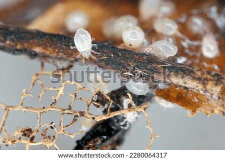 Mites, small arachnids (Acaridae, Oribatid moss mite, Oribatida) on rotting plant remains. Royalty-Free Stock Photo #2280064317