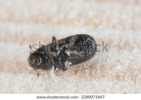 Tomicus piniperda (common pine shoot beetle). The bark beetle which is a pest of pine trees in forests. Royalty-Free Stock Photo #2280071847