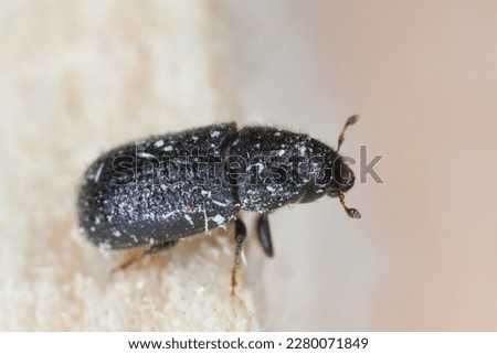 Tomicus piniperda (common pine shoot beetle). The bark beetle which is a pest of pine trees in forests. Royalty-Free Stock Photo #2280071849