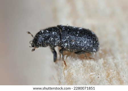 Tomicus piniperda (common pine shoot beetle). The bark beetle which is a pest of pine trees in forests. Royalty-Free Stock Photo #2280071851